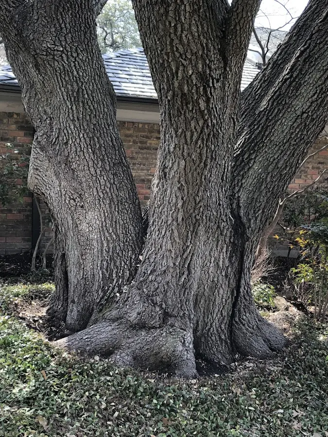 Mature heritage tree close to a Lovejoy property cared for by certified arborists